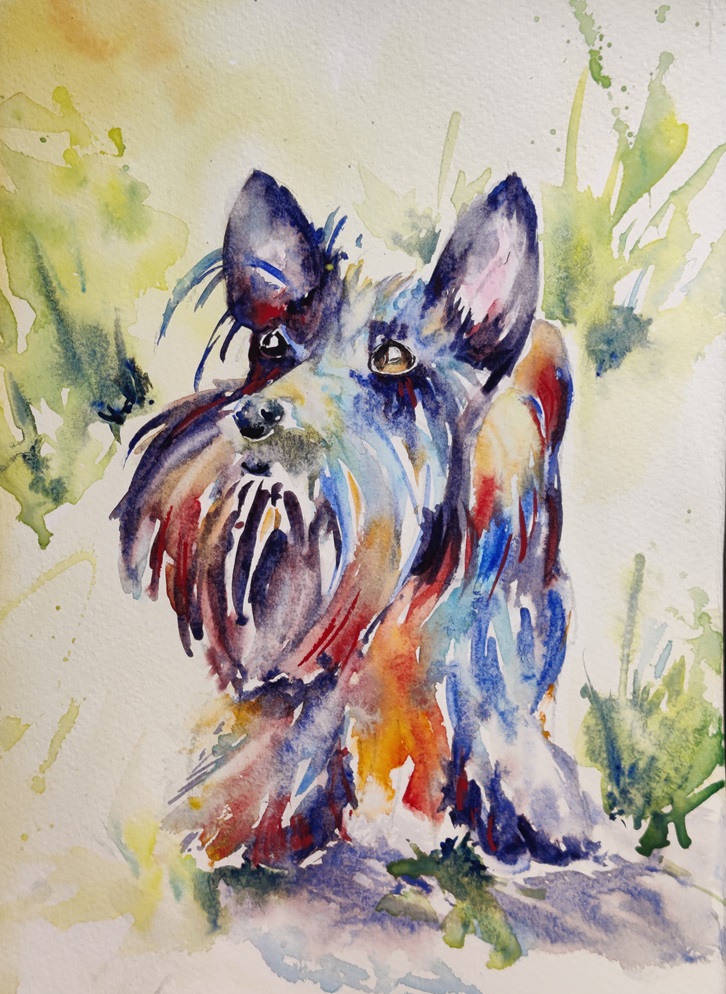 Scottish Terrier in Watercolour