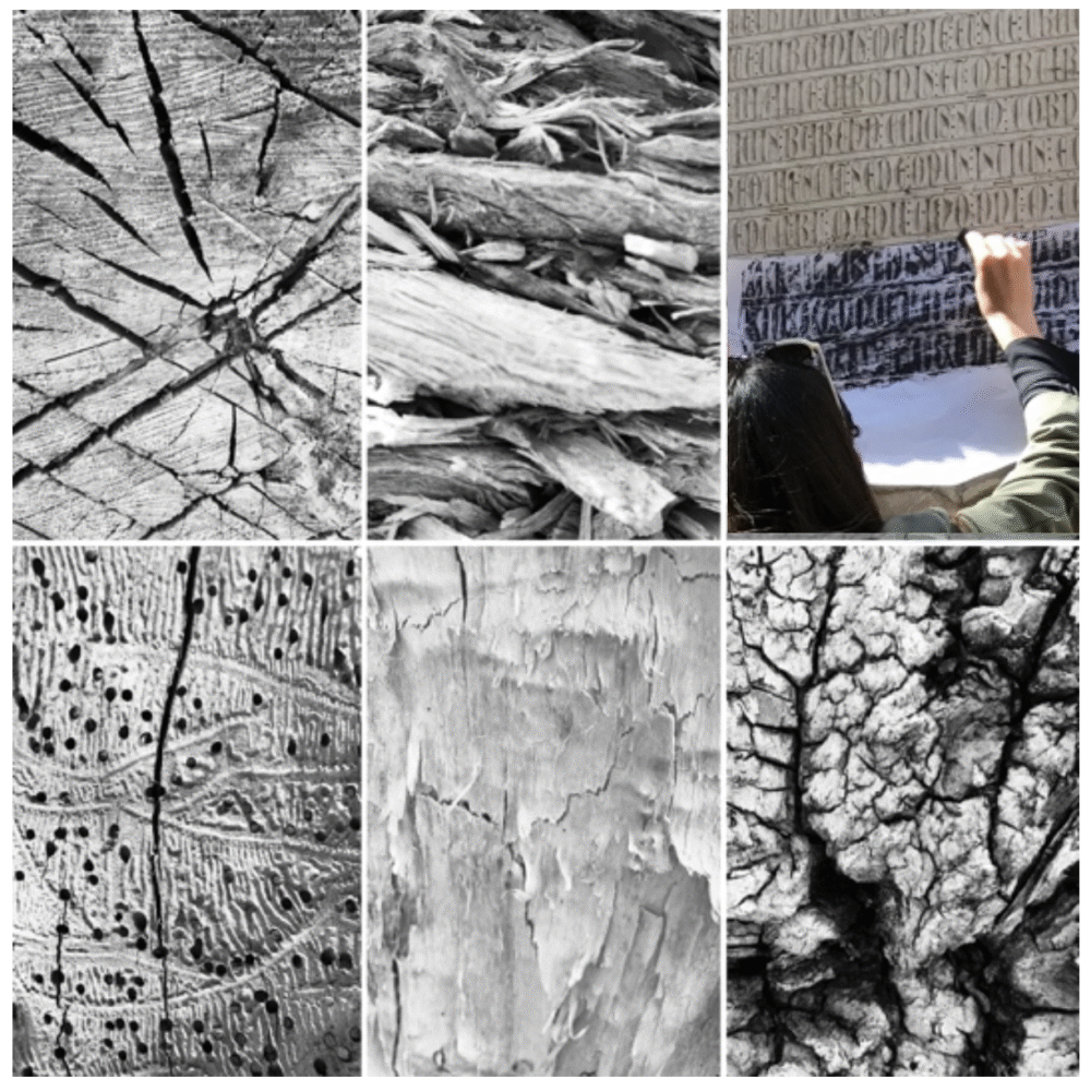 Creative Experience of the Natural Environment: From Drawing to Animation